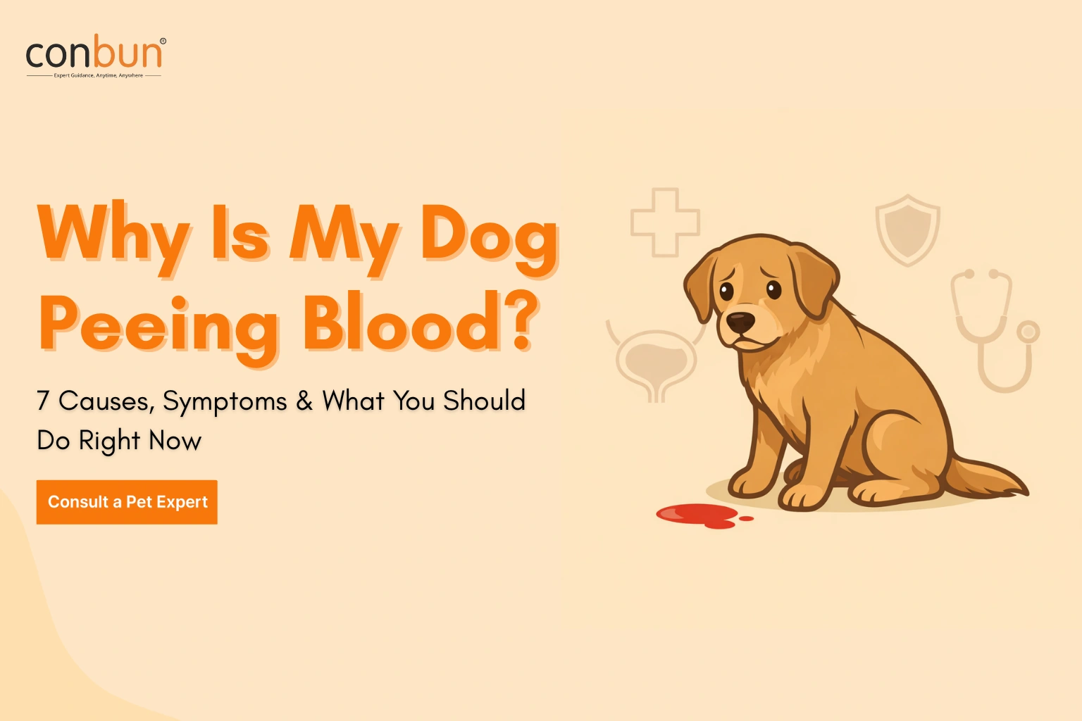 Why Is My Dog Peeing Blood? 7 Causes, Symptoms & What You Should Do Right Now